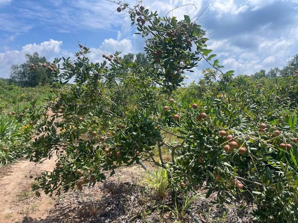 Farm 10.748m² view suối, 300m² thổ cư - Củ Chi 6 tỷ