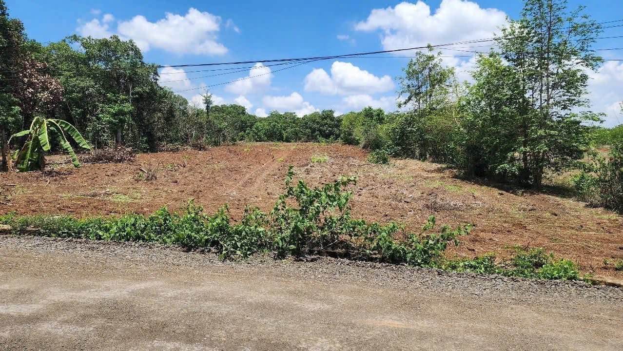Đất Vườn Xuyên Mộc 2359m² Sổ Hồng - Mặt Tiền Nhựa Thuận Tiện