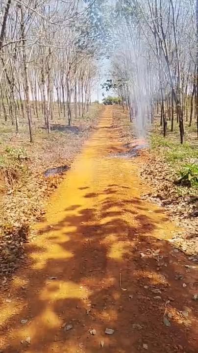 Bán Đất Cao Su 10.000m² - Giá 750 Triệu Tại Phú Riềng, Bình Phước