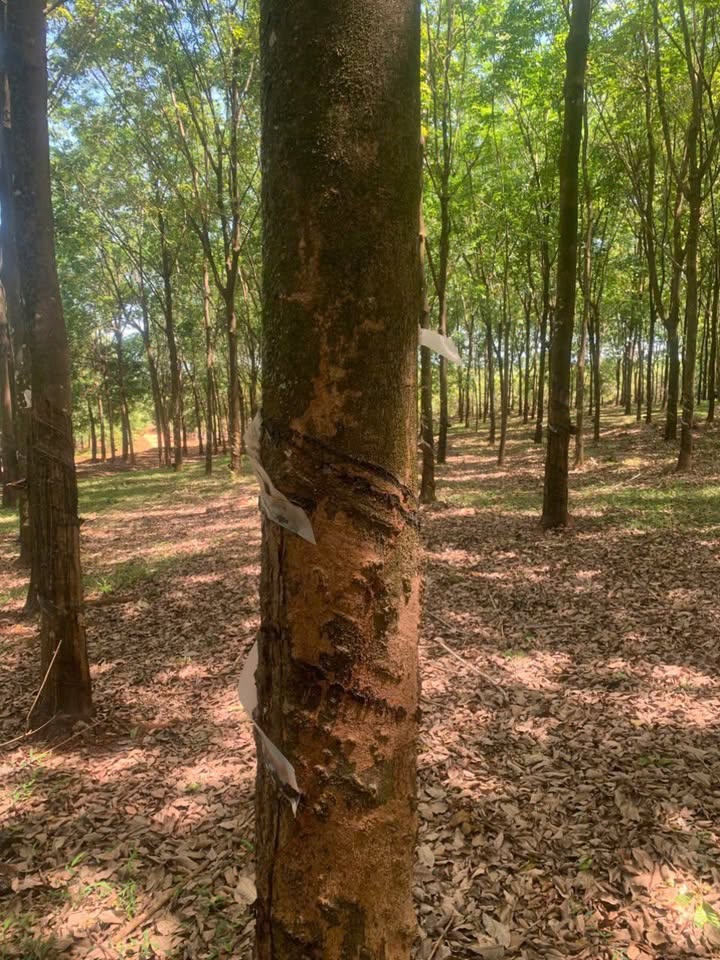 Bán Gấp Đất Vườn 3ha Bình Phước - Sổ Đỏ Riêng, Giá Đầu Tư