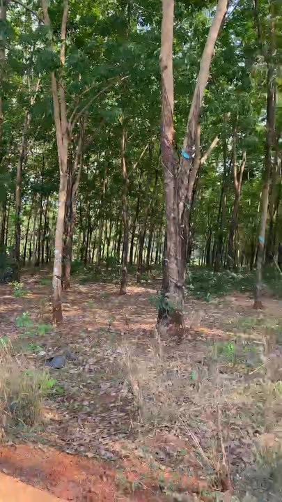 Đất Vườn 10.000m² Phước Long, Bình Phước - Giá Đầu Tư 9 Tỷ