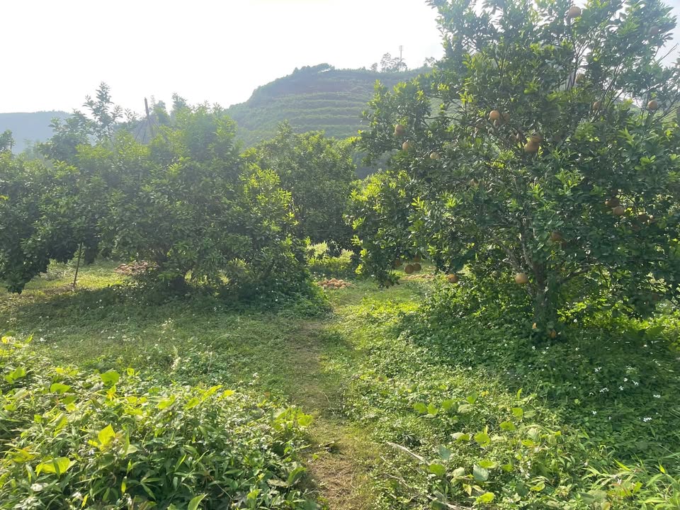 Bán Đất Vườn 4100m² Cao Phong, Hòa Bình - Bưởi Trĩu Quả, Suối Mát