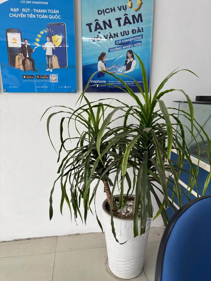 Đất Vĩnh Yên 125m² Góc Đường 18m - Kinh Doanh/Ở Đều Tuyệt Vời