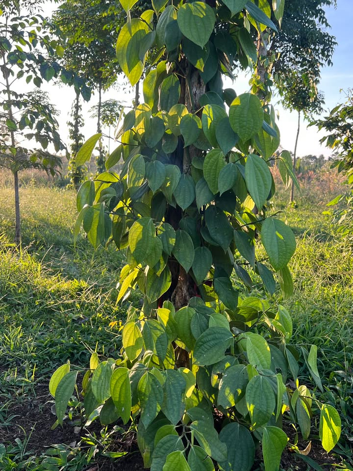 Bán gấp 10.000m² đất mặt bê tông Krông Nô, Đắk Nông - Sổ hồng sẵn sàng