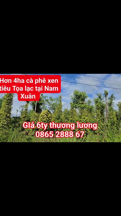 Đất Nông Nghiệp 4ha Đắk Nông - Thu Nhập Ổn Định Từ Cà Phê, Tiêu
