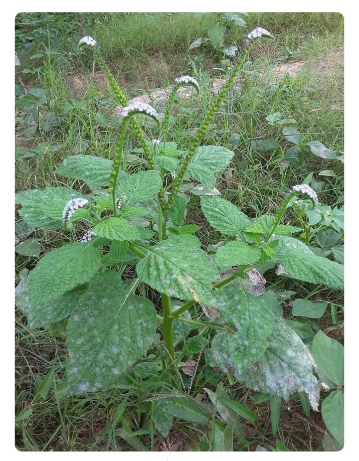 Bán Gấp Đất Vàng 11.300m² Thổ Cư Tại Kim Phú, Tuyên Quang - Sổ Đỏ Sẵn Sàng