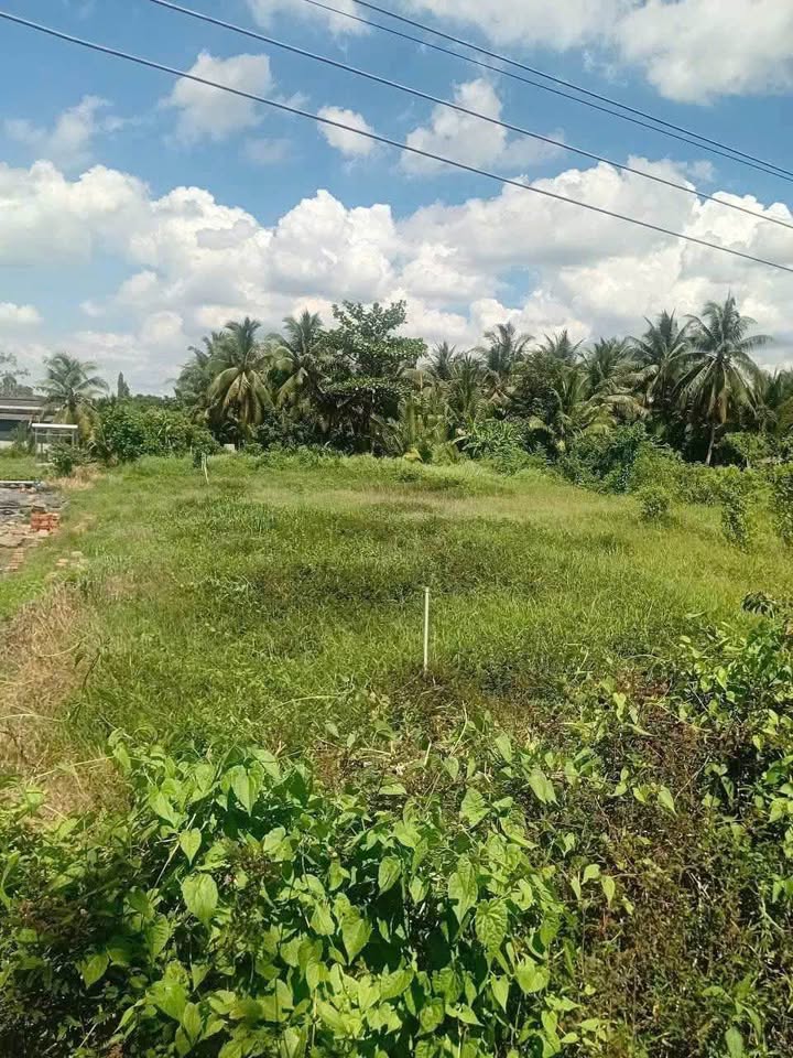 Bán Gấp Đất Vườn 1700m² Giồng Trôm, Bến Tre - Giá 980 Triệu