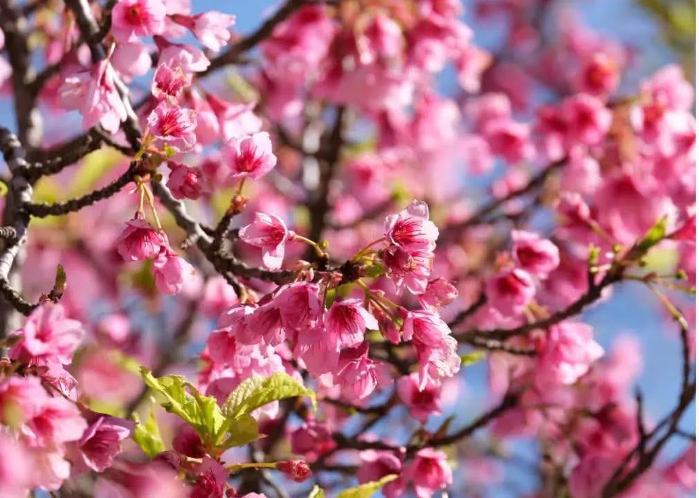 Đất Nền Vĩnh Thạnh Cần Thơ 122m² Sổ Hồng Riêng - Giá Tốt 850 Triệu