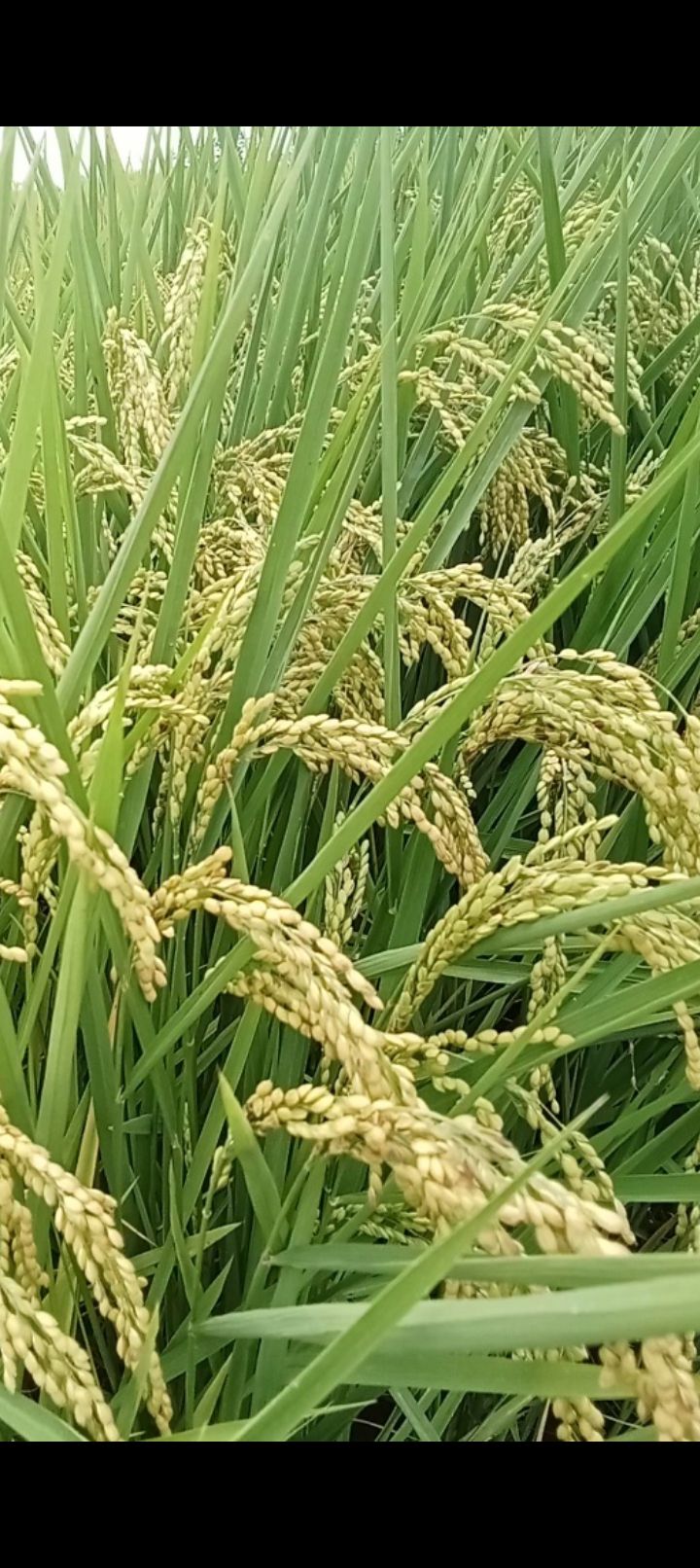 Bán Đất Ruộng 3600m² Mặt Tiền Lộ Đan, An Giang - 1.05 Tỷ