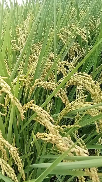 Đất Ruộng Giang Thành, Kiên Giang - 1 Hecta - Giá Đầu Tư 100 Triệu/Công