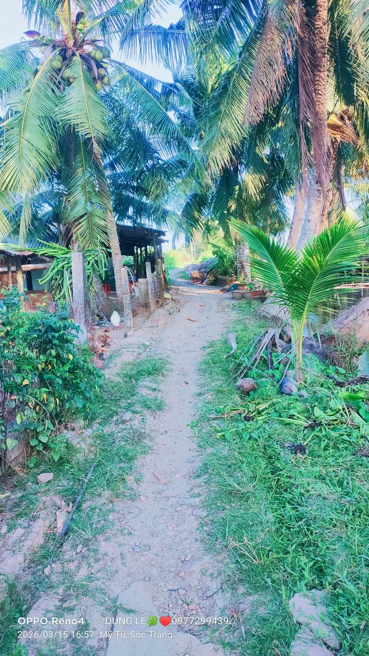 Bán Gấp 10000m² Đất Vườn Sóc Trăng - Sổ Hồng Sẵn Sàng