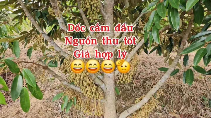 Bán Gấp Đất Vườn 2ha Đắk Nông - Trồng Sầu Riêng, Cà Phê, Cao Su