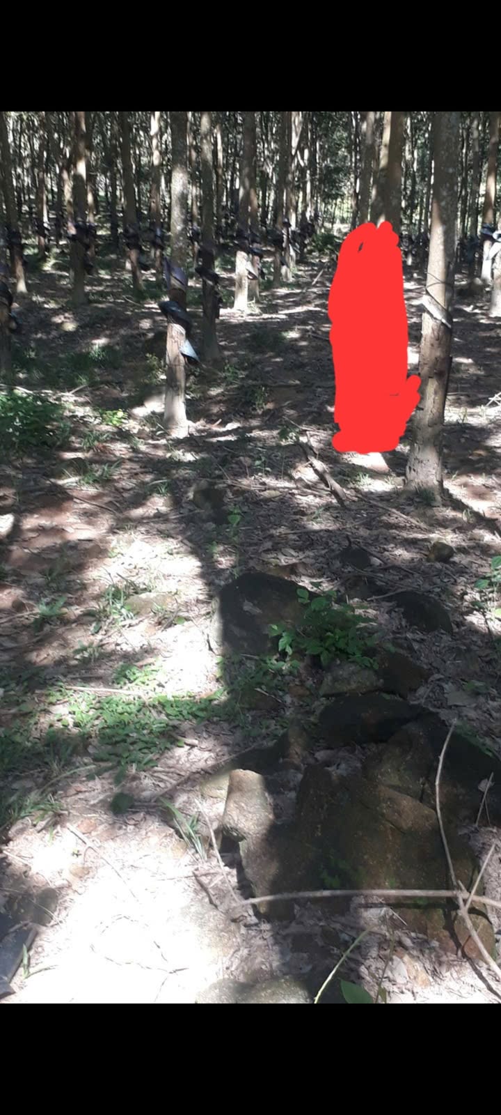 Đất nông nghiệp Ia Tang 12.000m² - Sổ đỏ chính chủ