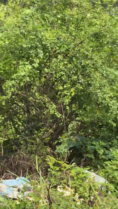 Bán Gấp 2 Lô Đất Vàng 259m² Phố Bùi Chu, Nam Định - Giá Tốt Đầu Tư