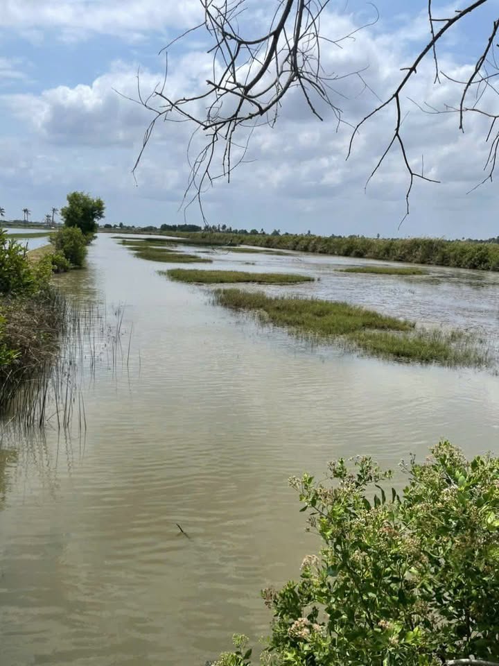 Đất nền vuông 600m² U Minh, Cà Mau - Giá 600 Triệu - Sổ Đỏ Chính Chủ