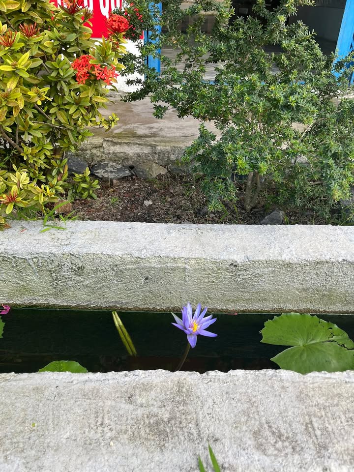 Đất Nền Cam Lâm - Sổ Hồng Riêng, Trục Chính Liên Thôn, Giá Tốt