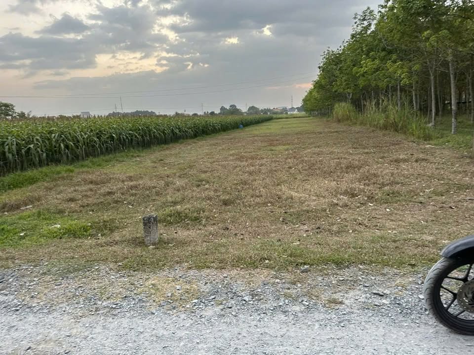 Đất Vườn Trảng Bàng 812m² - Sổ Hồng Thổ Cư, Giá 1.35 Tỷ