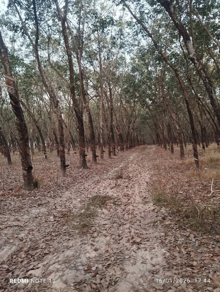 Bán Gấp 5 Mẫu Đất Cao Su Vườn Trái Cây Tại Tân Biên, Tây Ninh - Giá Đầu Tư 1 Tỷ/Mẫu