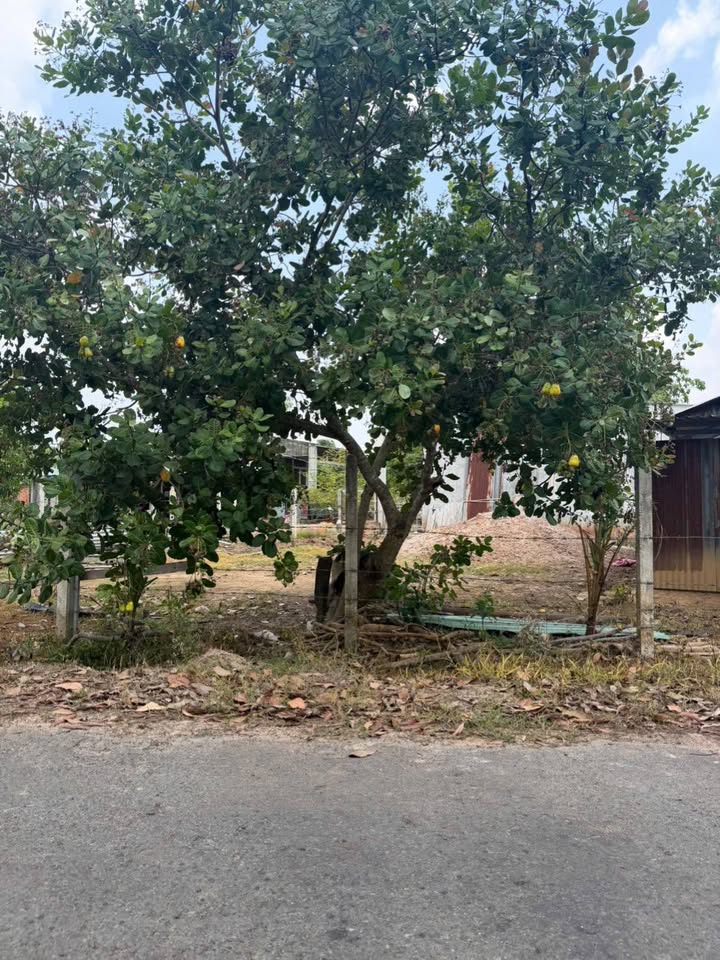 Đất Thạnh Tây, Tân Biên, Tây Ninh - 4000m² Thổ Cư, Mặt Tiền Nhựa 80m