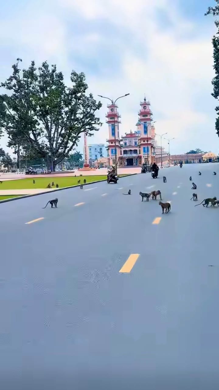 Đất Mặt Tiền Bời Lời, Dương Minh Châu - Kinh Doanh Sầm Uất, 1210m²