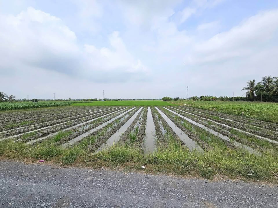 Bán Gấp 3 Lô Đất Vị Trí Đẹp Tại Gò Công Tây, Tiền Giang - 350 Triệu/Lô