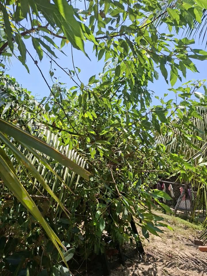 Bán Đất Nền Gò Công Đông 150m² - Sổ Thổ Cư, Sẵn Sàng Xây Dựng