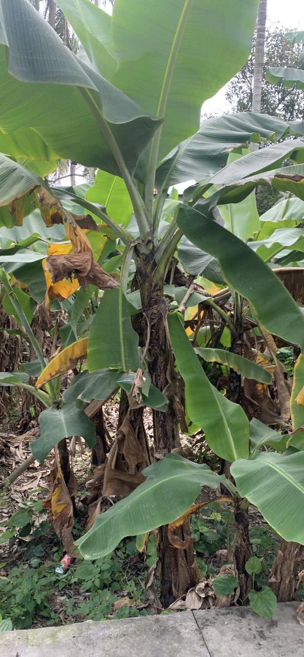 Đất nền An Đồng, Hải Phòng 78.5m² - Sổ đỏ sẵn, ô tô vào nhà