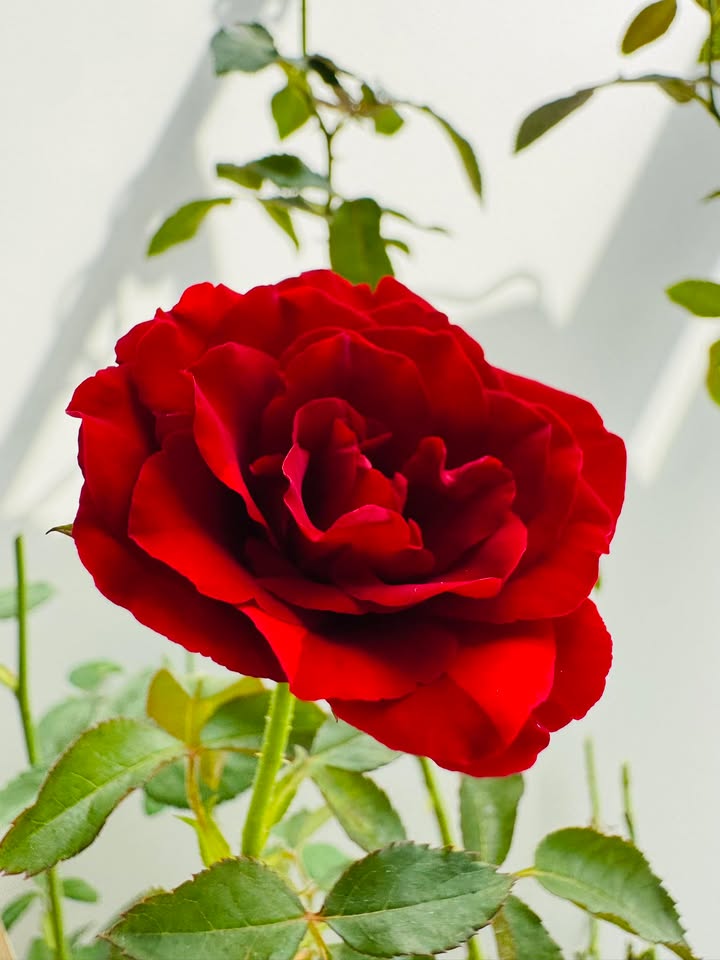 Đất nền Văn Hoá Tây Đô, Cần Thơ - 130m², 4.8 tỷ, Hướng Tây Bắc