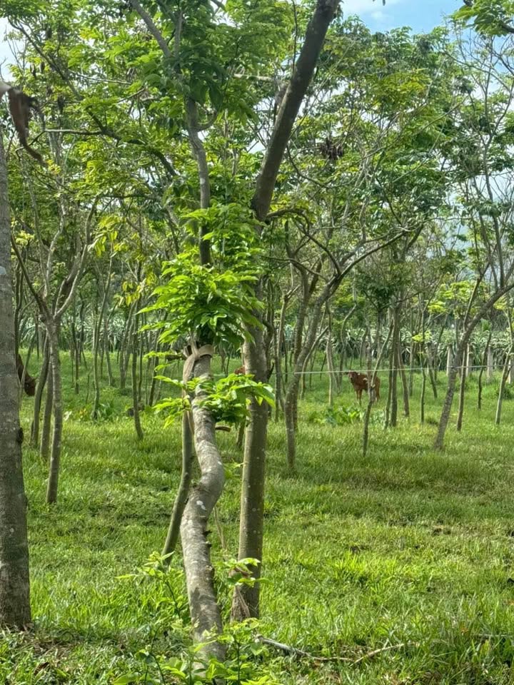 Bán gấp vườn gỗ sưa 30240m² Thôn 1 Hồng Sơn - Giá 3.5 tỷ