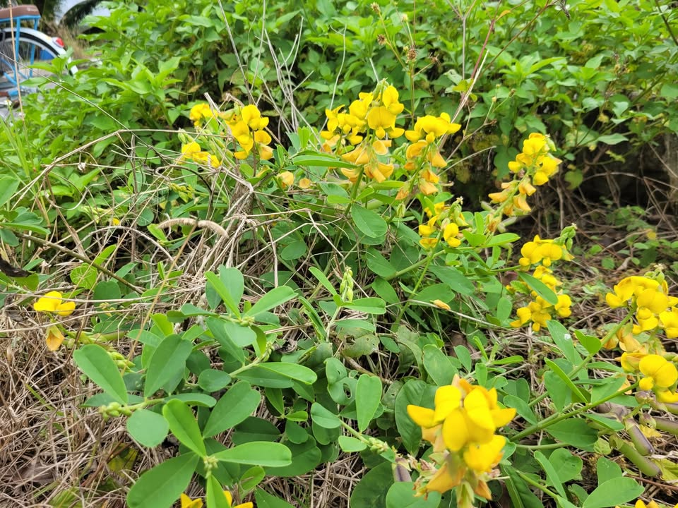 Đất nền Thanh Hà Hội An 175m² Hướng Đông Nam - Sổ đỏ sẵn sàng