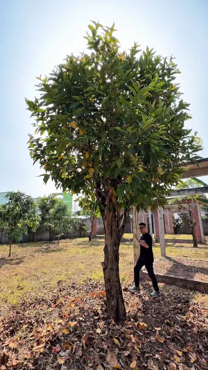 Đất Vườn Mỹ Tho 788m² - Giá 6.2 Tỷ, Cách Trần Nguyên Hãn 30m