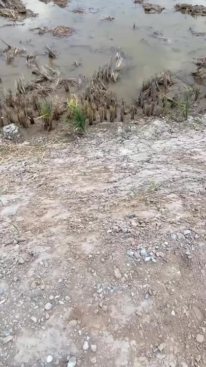 Bán Đất Mặt Tiền TL864, Long Bình, Gò Công Tây - 225m² Giá Tốt