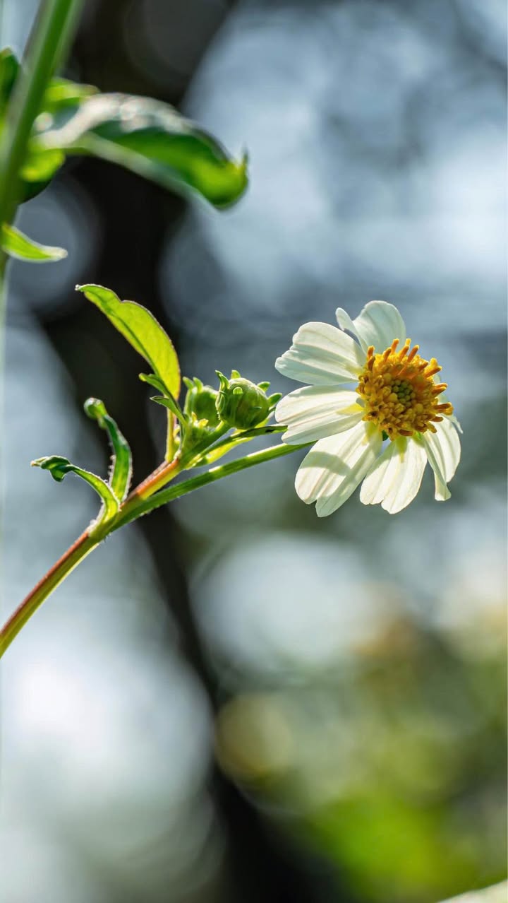 Đất Vườn Mặt Tiền Huỳnh Mẫn Đạt, Long Hải - 830m² Sẵn Sổ Hồng