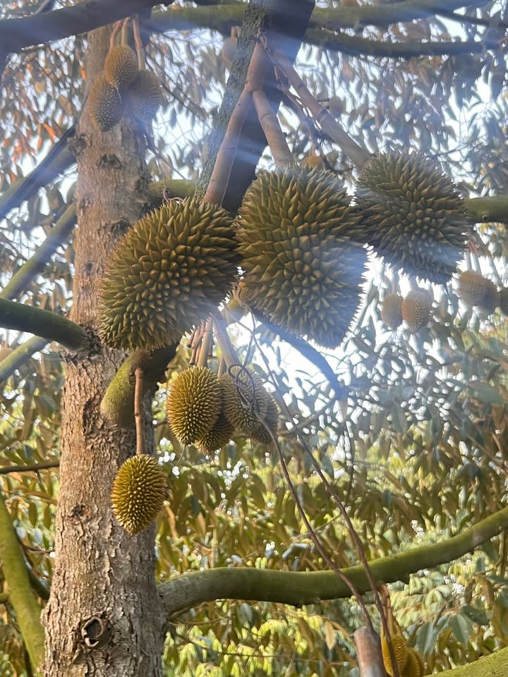 Bán Đất Mặt Tiền An Phú, Hớn Quản 5000m² - Sổ Đỏ Thổ Cư, Giá Đầu Tư