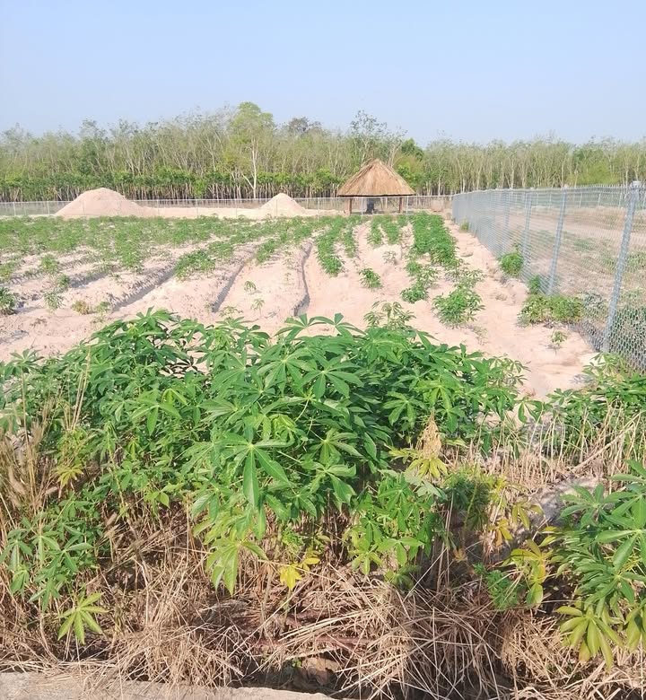 Đất nền Minh Hưng, Bình Phước - 170m² Sổ hồng sẵn sàng