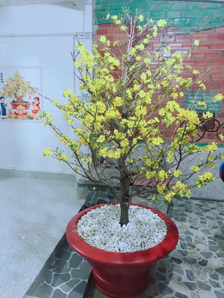 Nhà Nguyên Căn Full Nội Thất, Hiệp Tân, Tây Ninh - Giá 3 Triệu/Tháng