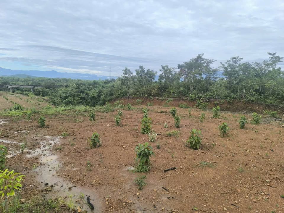 Đất Nông Nghiệp Phước Tiến, Bác Ái 4254m² - Sẵn Nước, Đường Ô Tô Giá 190 Triệu