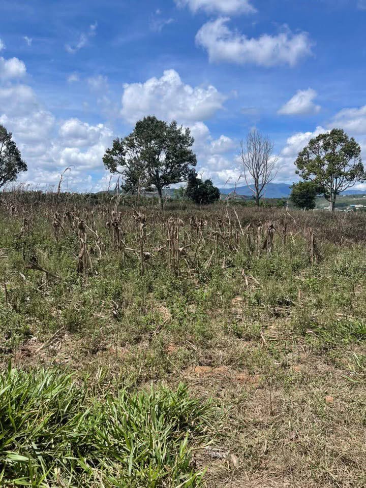 Đất Thổ Cư 500m² Đức Trọng - Sổ Hồng Sẵn Sàng, Gần QL20