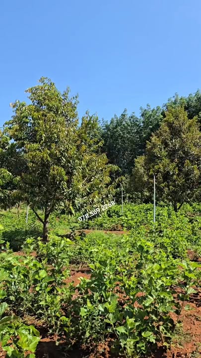 Đất Vườn Gia Lai 18.000m² - Thu Nhập Sẵn 1.35 Tỷ