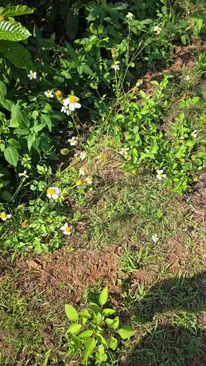 Bán Gấp Đất Vườn 9 Sào Kông HTok, Chư Sê - Giếng Điện Đầy Đủ