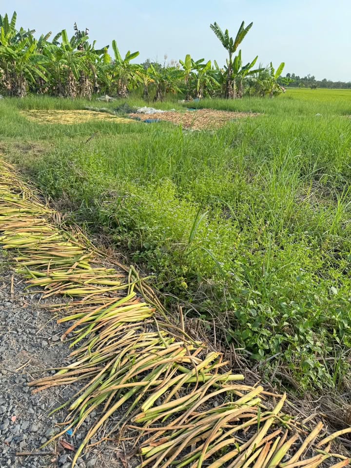 Đất nền Sổ hồng sẵn, 125m² thổ cư, Châu Thành, Đồng Tháp - Giá 270 triệu