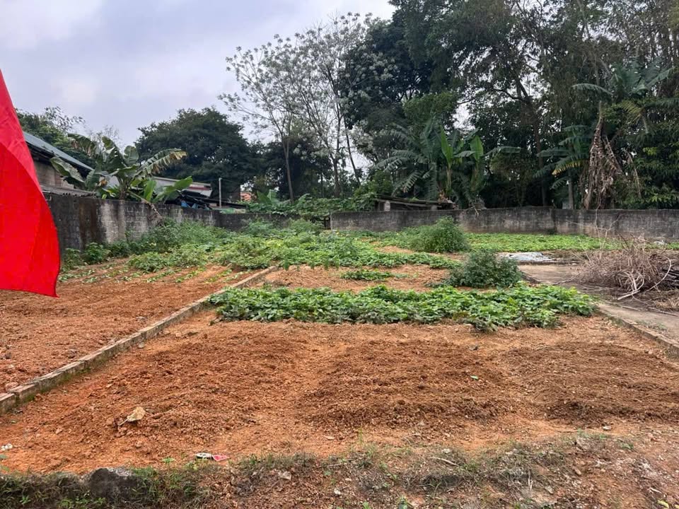 Đất Nền Sông Lô Vĩnh Phúc 100m² - Giá Rẻ Chỉ 5xx Triệu/Lô