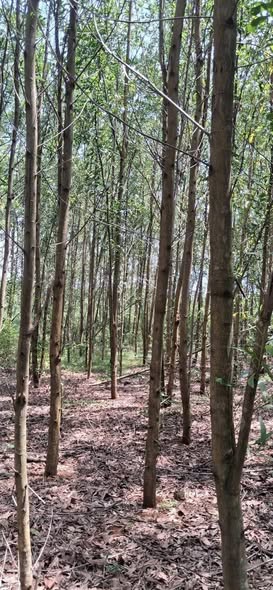 Bán gấp 21600m² Đất Vườn Keo 4 Năm tại Bình Hải, Quảng Ngãi - Giá Thỏa Thuận