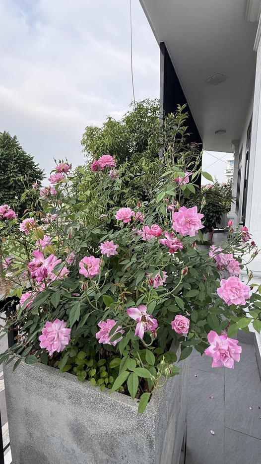 Nhà Mặt Tiền Kinh Bắc 76.5m² - Vị Trí Vàng Cạnh Phố Đi Bộ