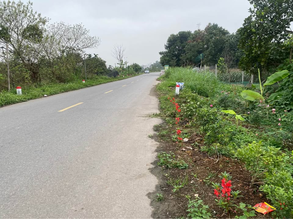 Bán Gấp Đất Mặt Đường Hoài Đức 14m² - Sổ Hồng Sẵn Sàng