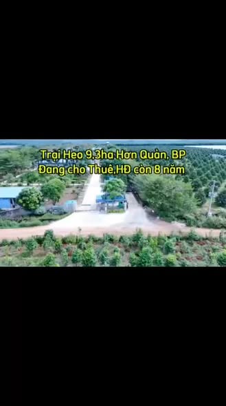 Trại Heo 9.3ha Bình Phước - Dòng Tiền 531 Triệu/Tháng - Hợp Đồng CP 8 Năm