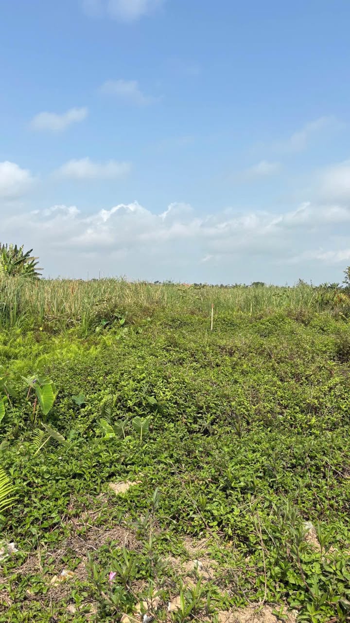 Đất đấu giá An Thọ 127m² mặt đường liên xã - Kinh doanh tốt, hơn 3 tỷ