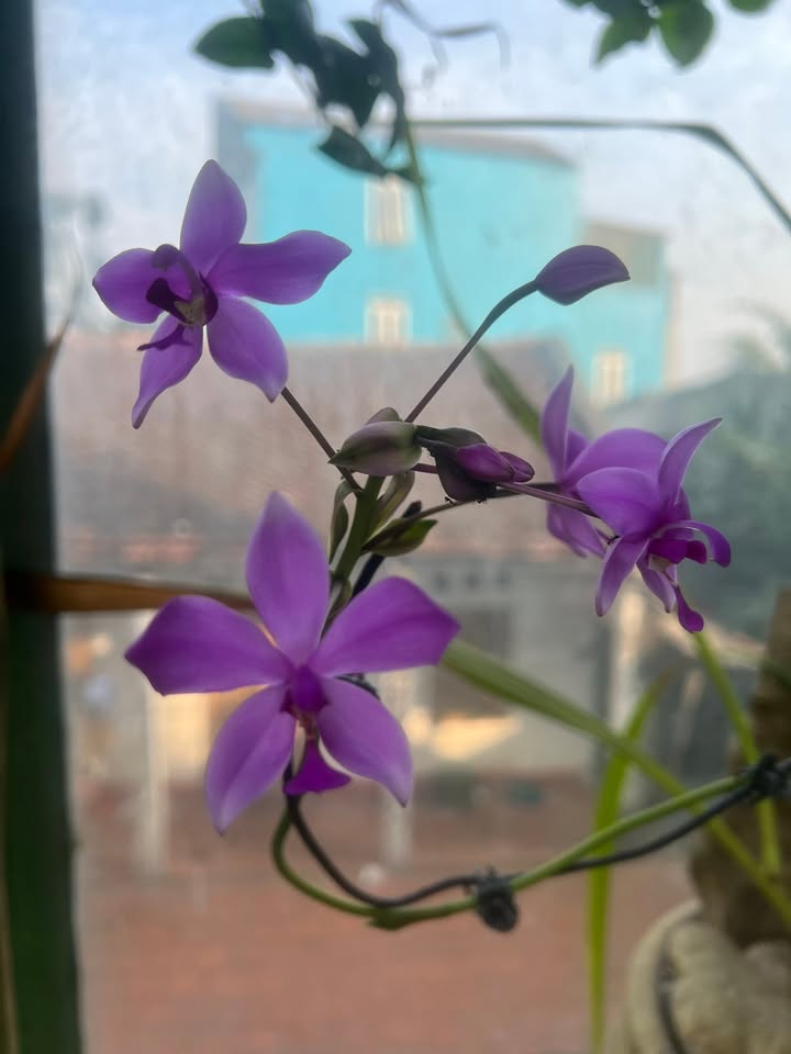 Nhà Trục Chính Trịnh Kiểm - KĐT Núi Long 80m² - Kinh Doanh Đỉnh Cao