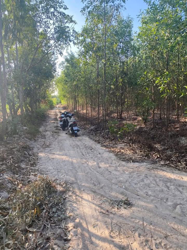 Bán Đất Vườn 2934m² Tân Xuân, Hàm Tân - Giá 1.2 Tỷ, Sẵn Sàng Nghỉ Dưỡng