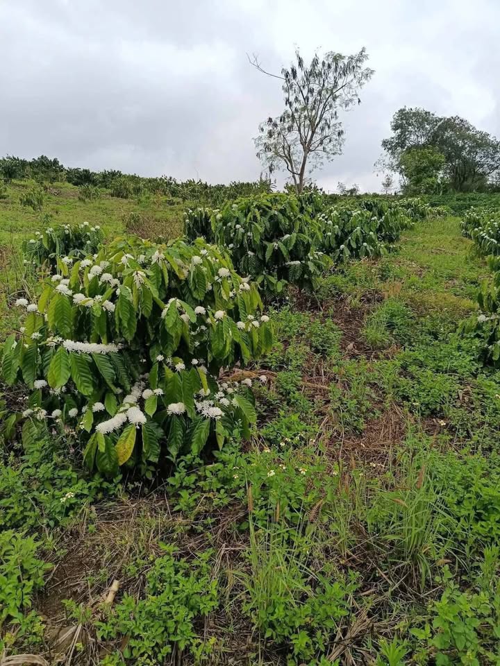 Bán Gấp Farm Cà Phê 1.4ha Ea Tam, Krông Năng - Sổ Đỏ Đầy Đủ